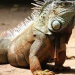 Punta Cana: Höhlen der Wunder und Altos de Chavón — Guided tour and outdoor activity
