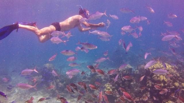 Ganztägige Schnorcheltour auf Catalina Island — Guided tour and outdoor activity
