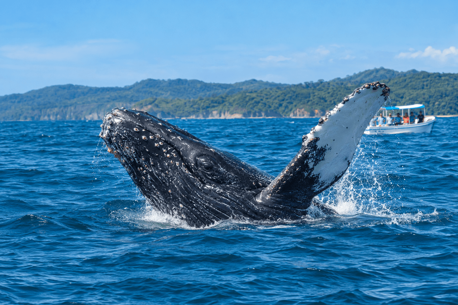 Why Humpback Whales Change Their Swimming Rhythm