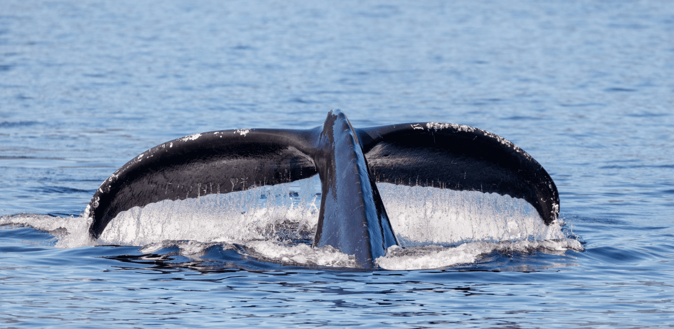 What Happens on a Samaná Whale-Watching Trip?