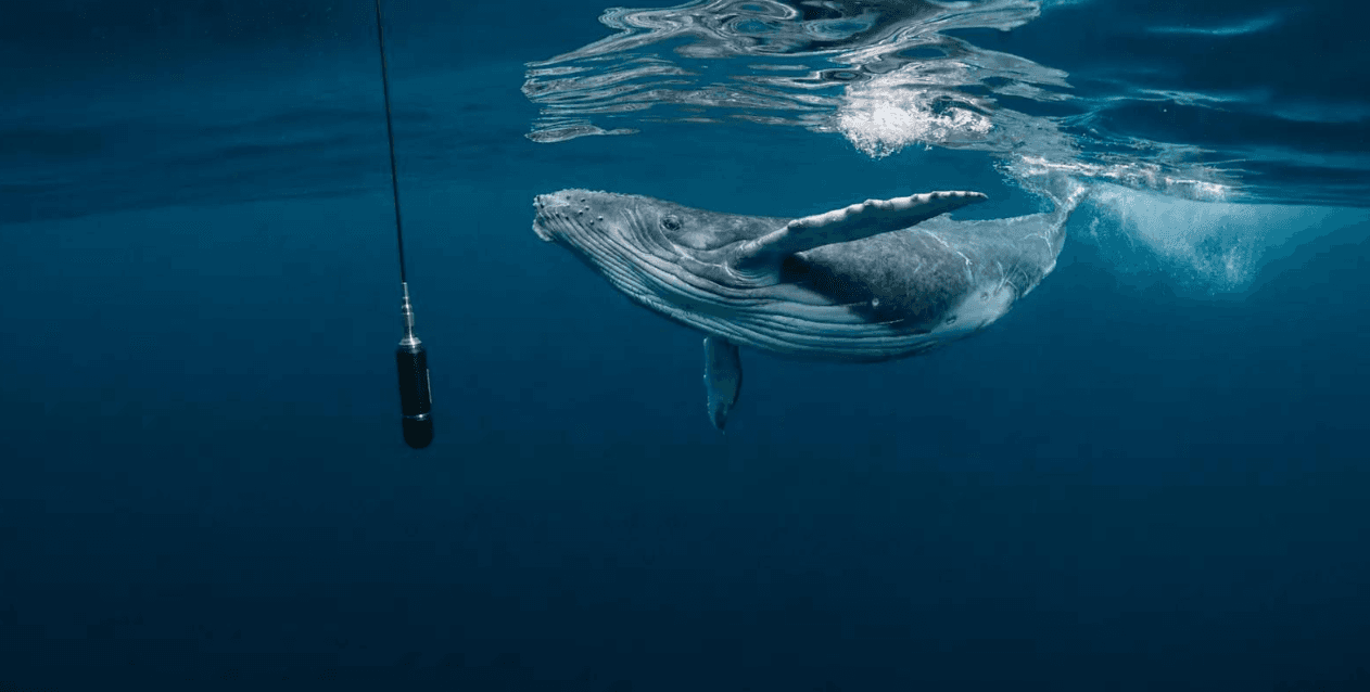 How Do Humpback Whales Protect Their Skin in the Ocean?