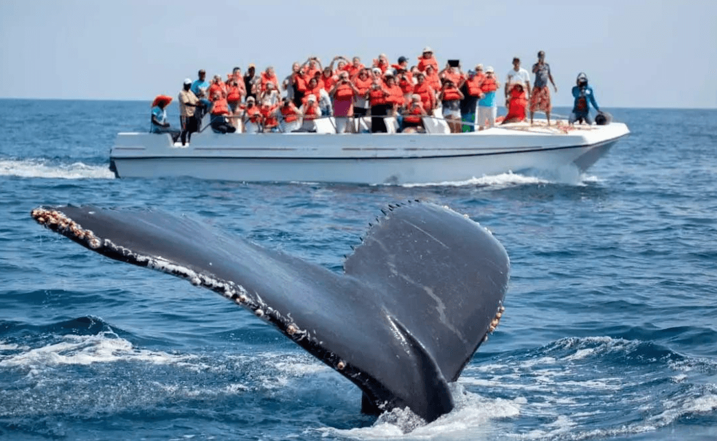 Samaná Whale Watching and Marine Conservation Guide