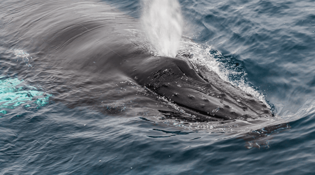 Why Humpback Whales Arrive at Different Times in Samaná