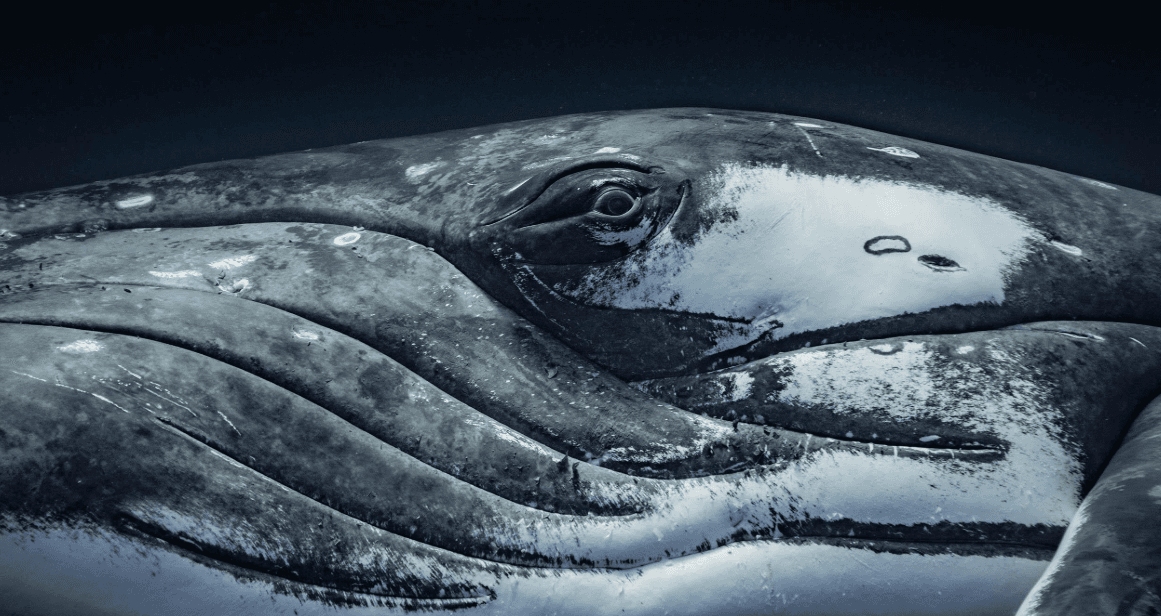 How Humpback Whales Use Their Long Pectoral Fins