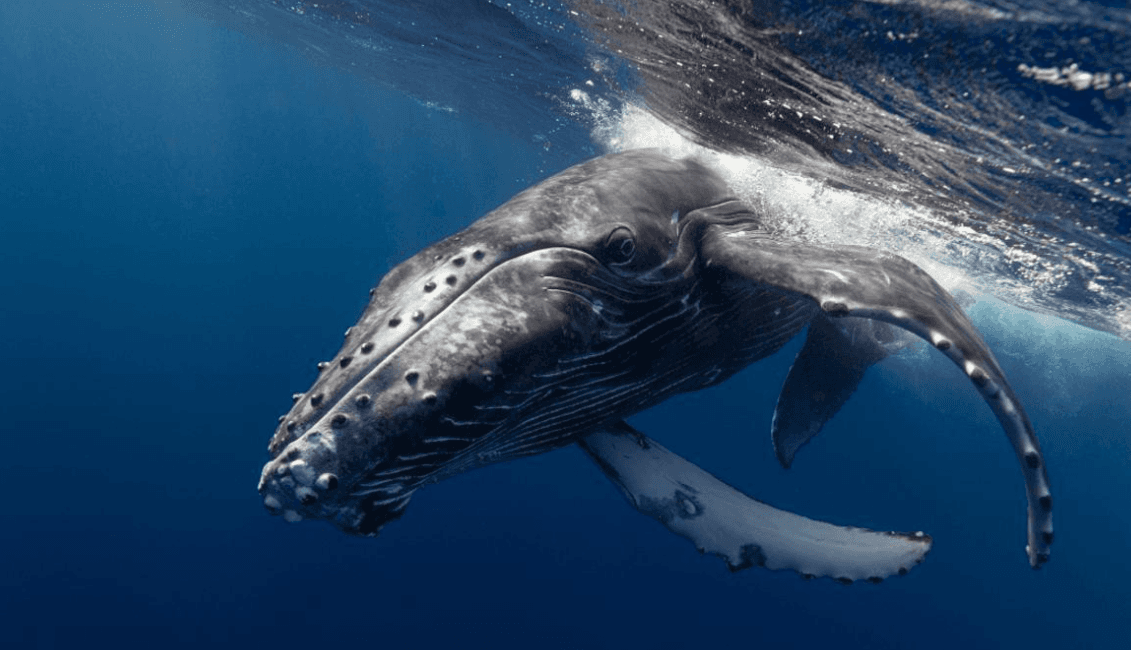 How Humpback Whale Songs Change With the Seasons