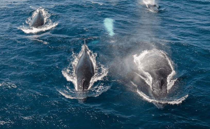 How Ocean Temperature Affects Humpback Whales in Samaná Bay