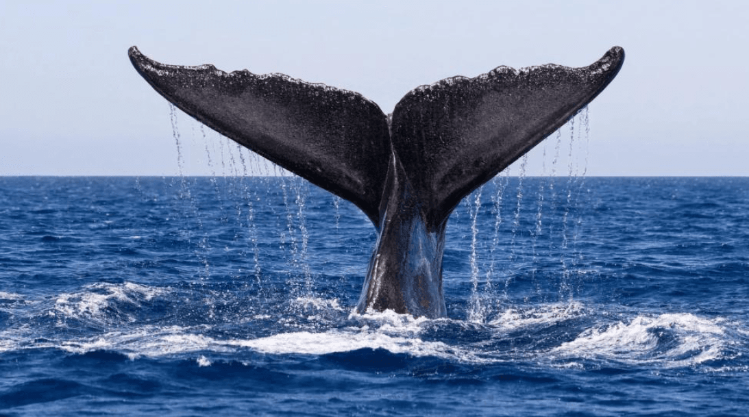 How Humpback Whales Feed: A Guide for Samaná Visitors