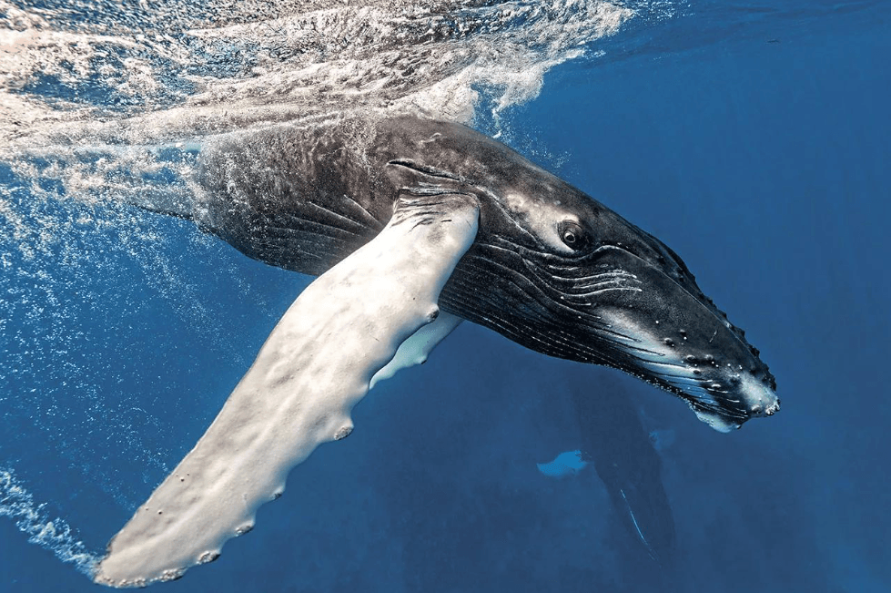 How to Keep a Whale-Watching Journal in Samaná