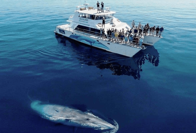Humpback Whale Tail Flukes in Samaná Bay: What to Know