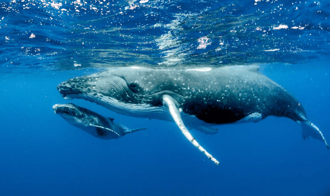 Samaná Whale-Watching Guide: What to Know in 2027