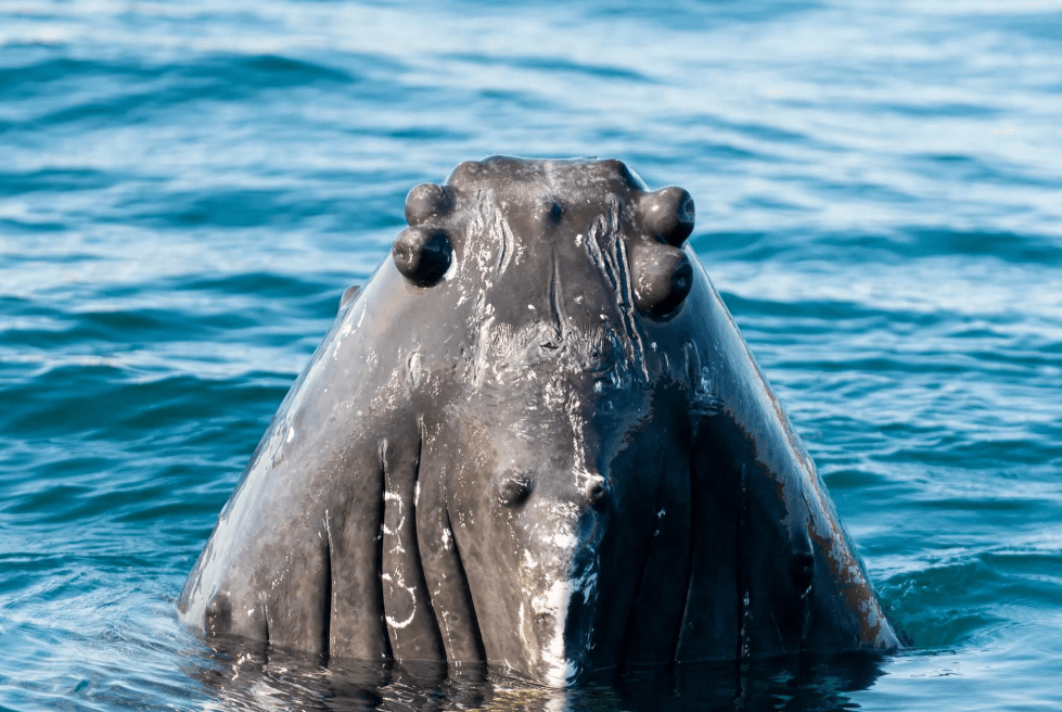 How Underwater Landscapes Shape Whale Habitats