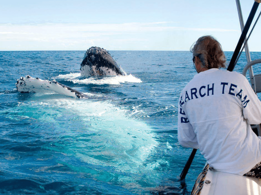 Why Do Humpback Whales Have Throat Pleats? A Whale Anatomy Guide