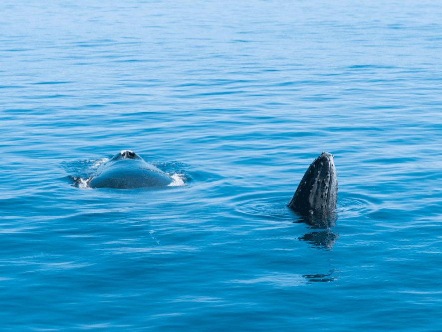 How Do Humpback Whales Keep Warm in the Ocean?