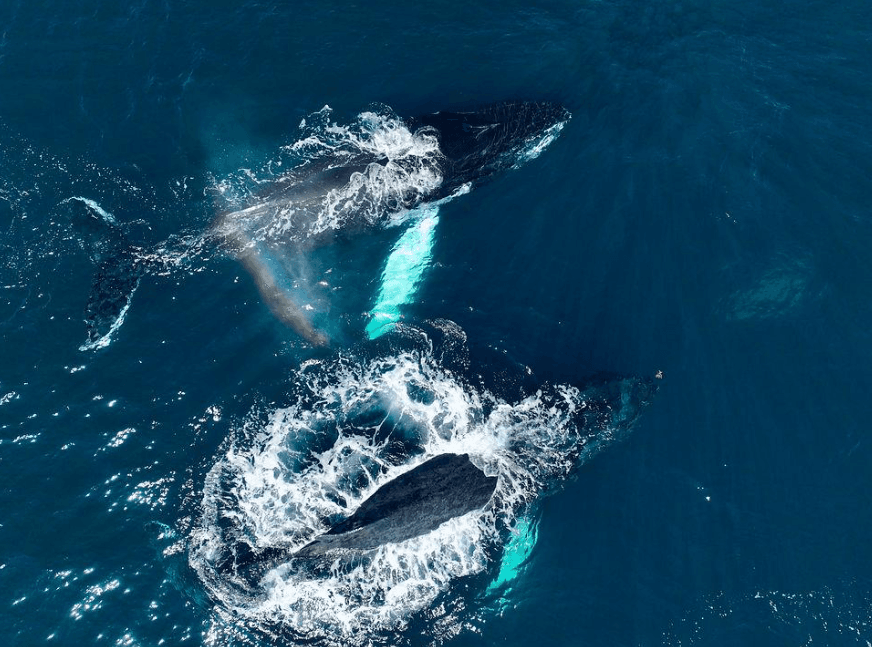 How Far Do Humpback Whale Sounds Travel Underwater?