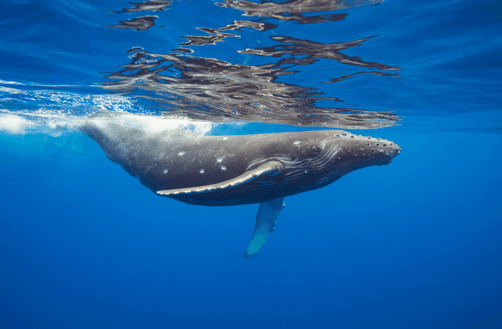 Why Humpback Whales Sometimes Show Only Part of Their Back
