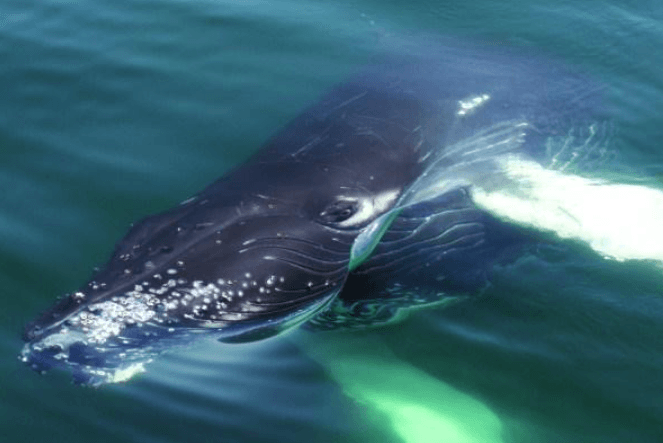 Why Humpback Whales Disappear Behind Waves and Reappear