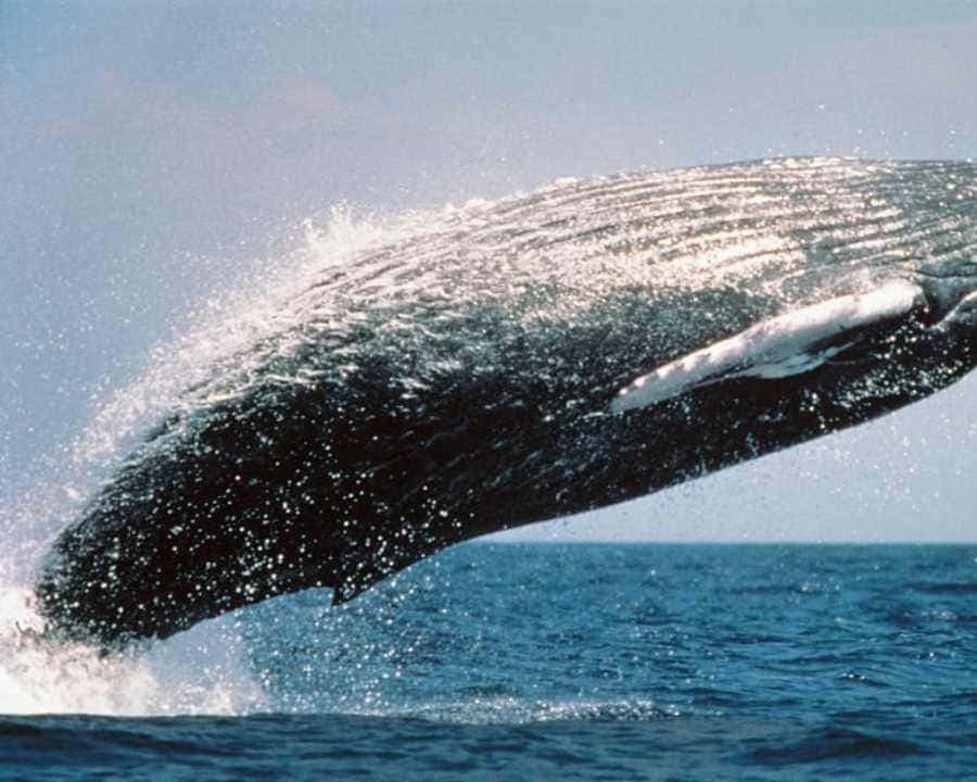 From Punta Cana: Samaná Whale Watching & Bacardi Island Tour — Guided tour and outdoor activity