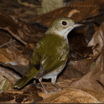 Sabana de la Mar: Vogelbeobachtung und Nationalpark Los Haitises — Guided tour and outdoor activity