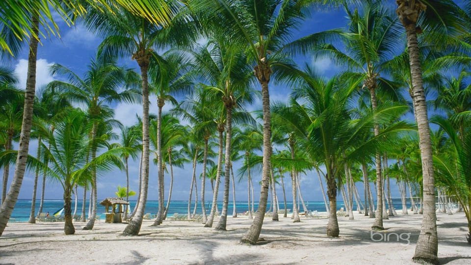 Punta Cana: Catamaran Day Trip to Catalina Island with Lunch - Image 2