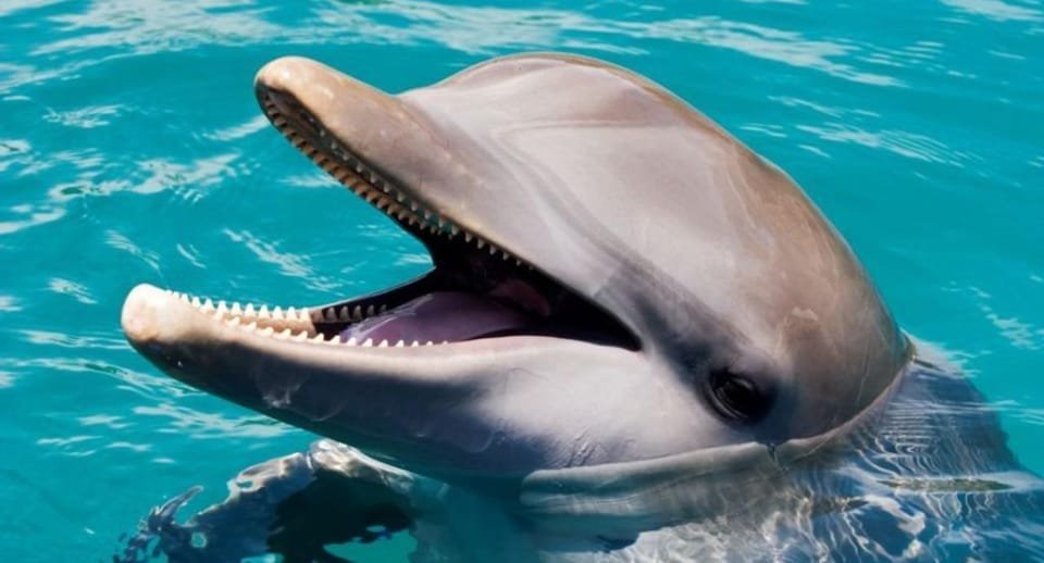 Day trip at Ocean World for Dominican Residents - Image 3