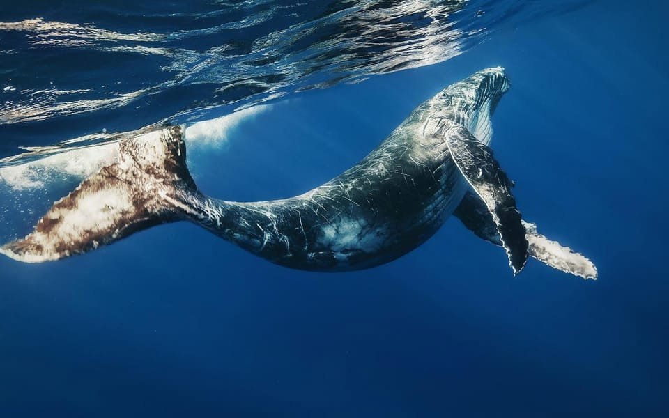 Samana: Half Day Whale Watching Humpback Whale Watching - Image 4