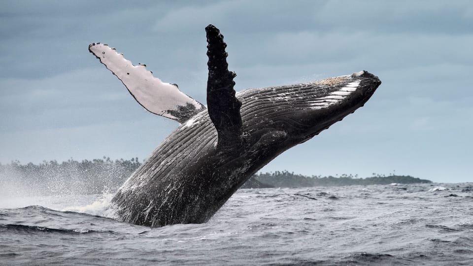 Samana: Half Day Whale Watching Humpback Whale Watching - Image 6