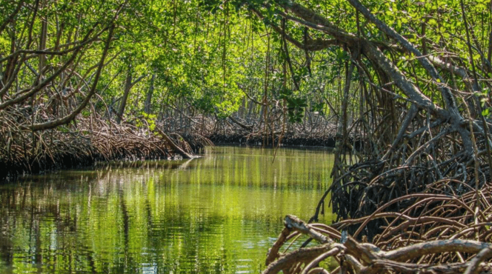 Los Haitises Boat Ride + Caño Hondo Natural Pools - Image 6