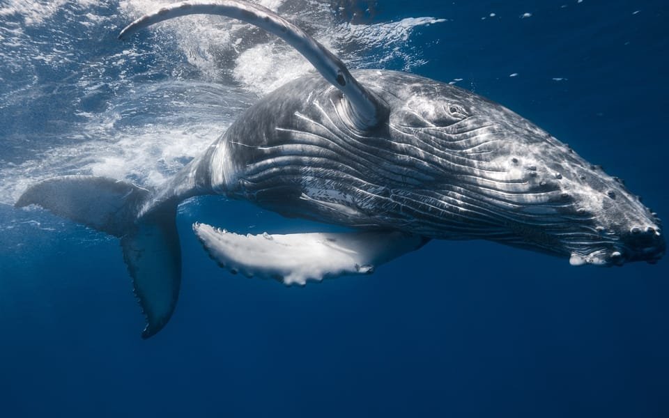 From Punta Cana: Sanctuary Whale Watching Day Trip - Image 8