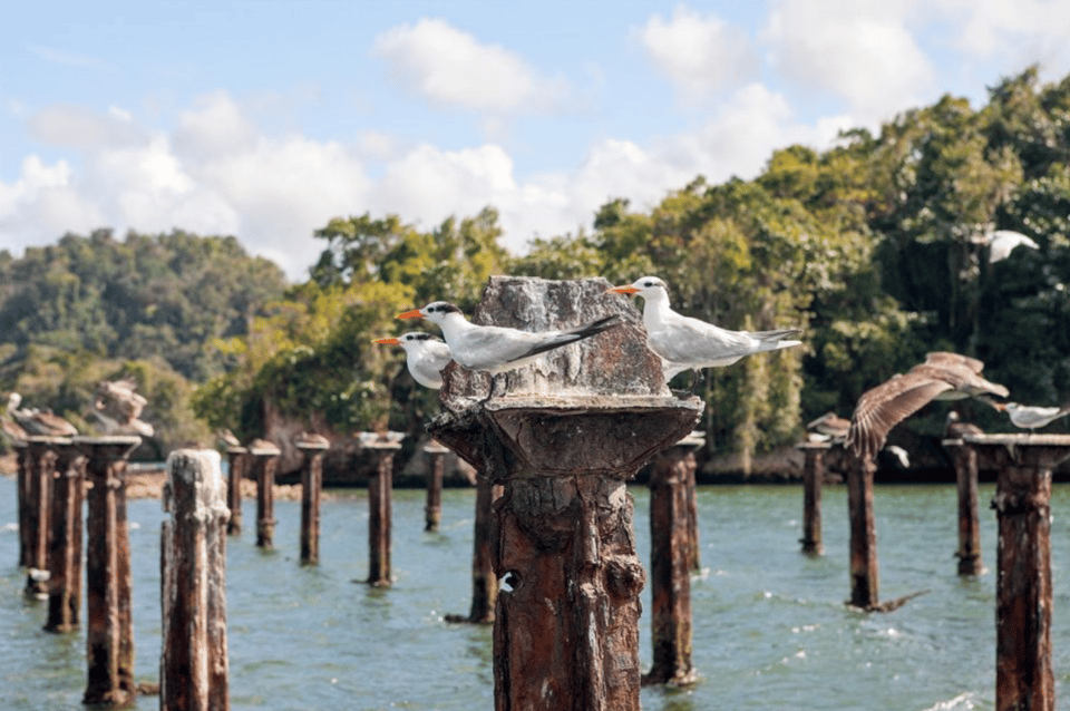 Los Haitises Boat Ride + Caño Hondo Natural Pools - Image 7