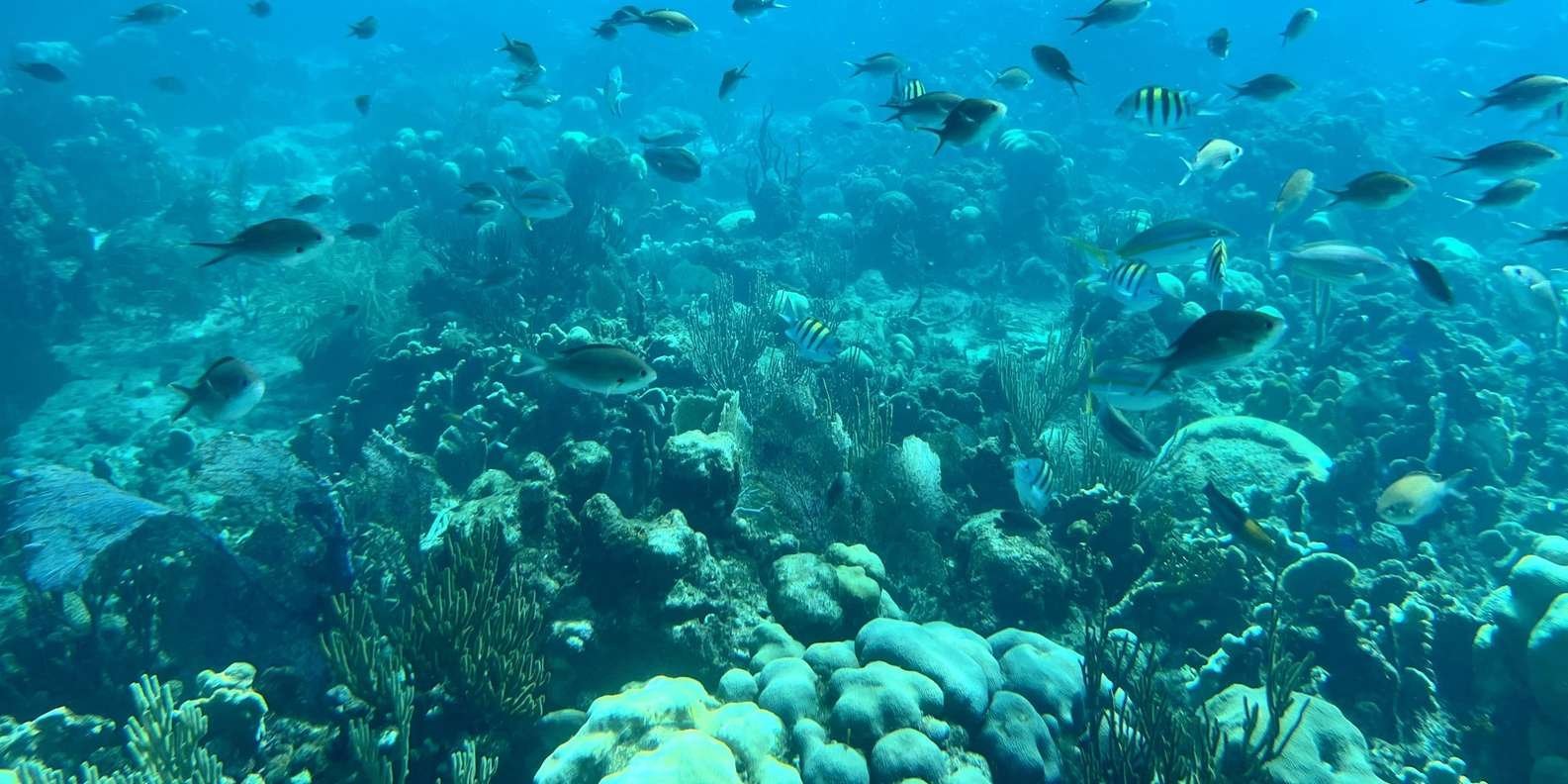 From Punta Cana: Small Group Catalina Island Snorkeling Tour - Image 3