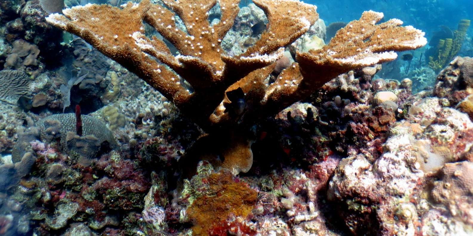 From Punta Cana: Small Group Catalina Island Snorkeling Tour - Image 4