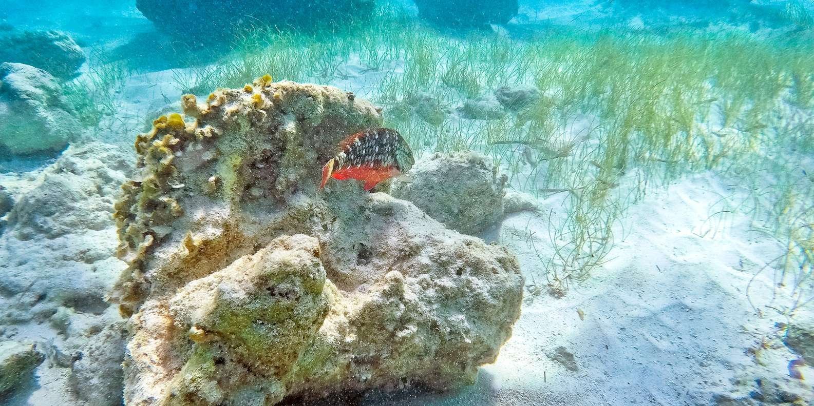 Punta Cana: Full Day Boat Trip to Catalina Island with Lunch - Image 4