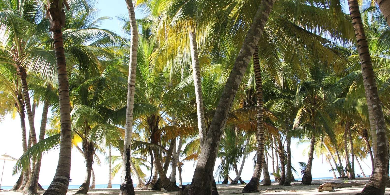 Punta Cana: Saona Island and Altos de Chavón Day Trip - Image 6