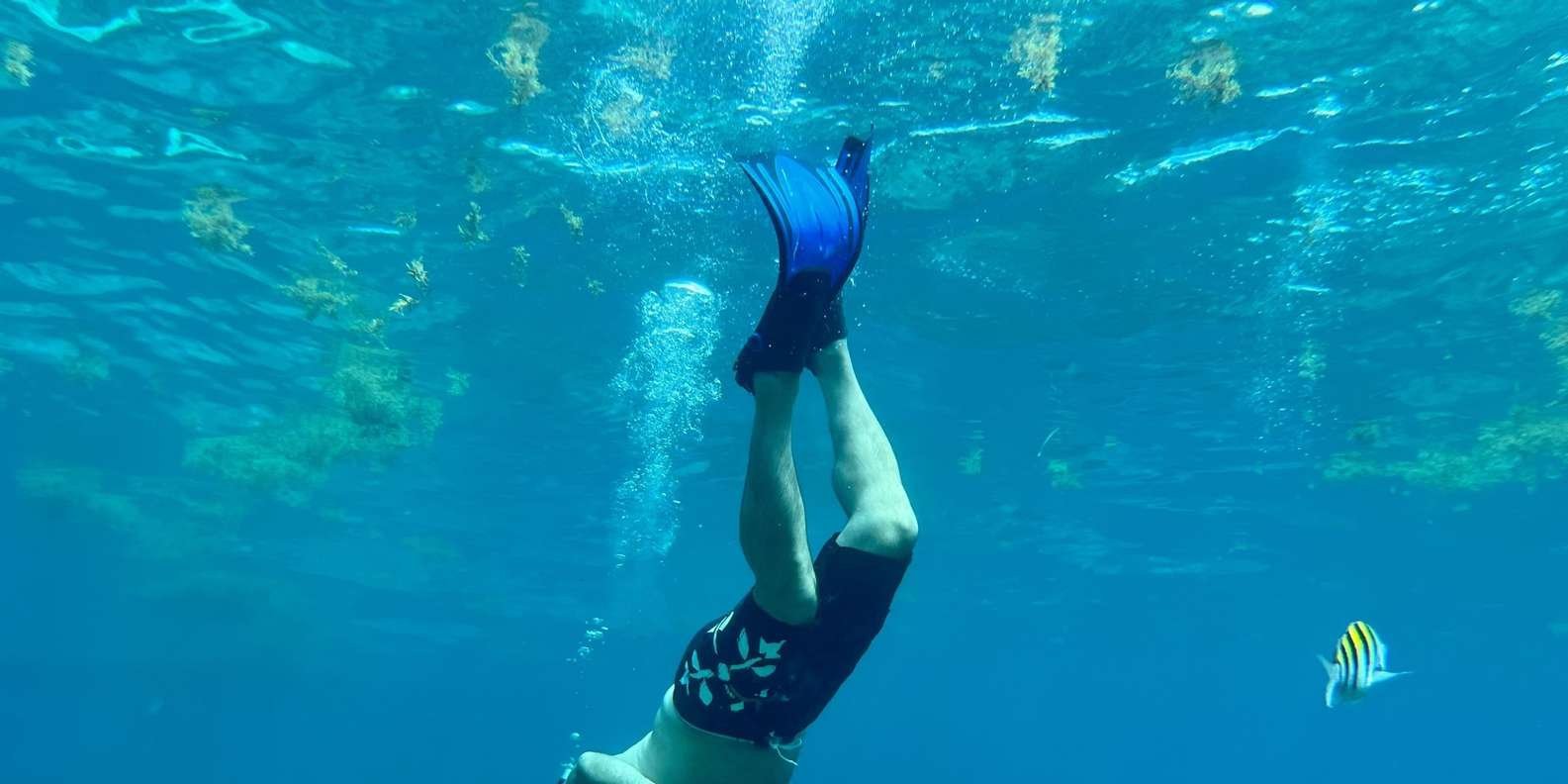 From Punta Cana: Small Group Catalina Island Snorkeling Tour - Image 7